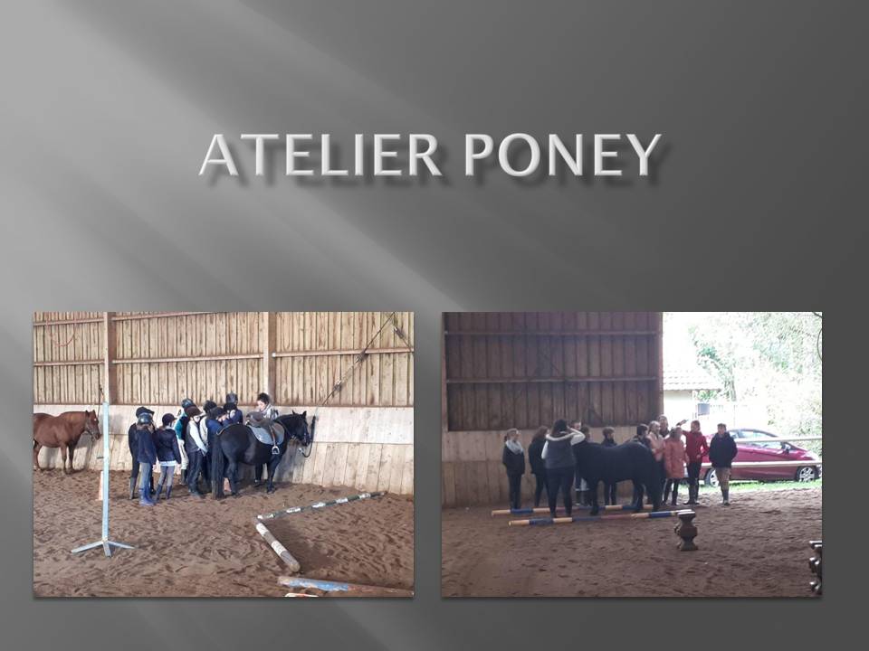 http://col21-pompon-saulieu.ac-dijon.fr/wp-content/uploads/2019/10/Atelier-Poney-1.jpg
